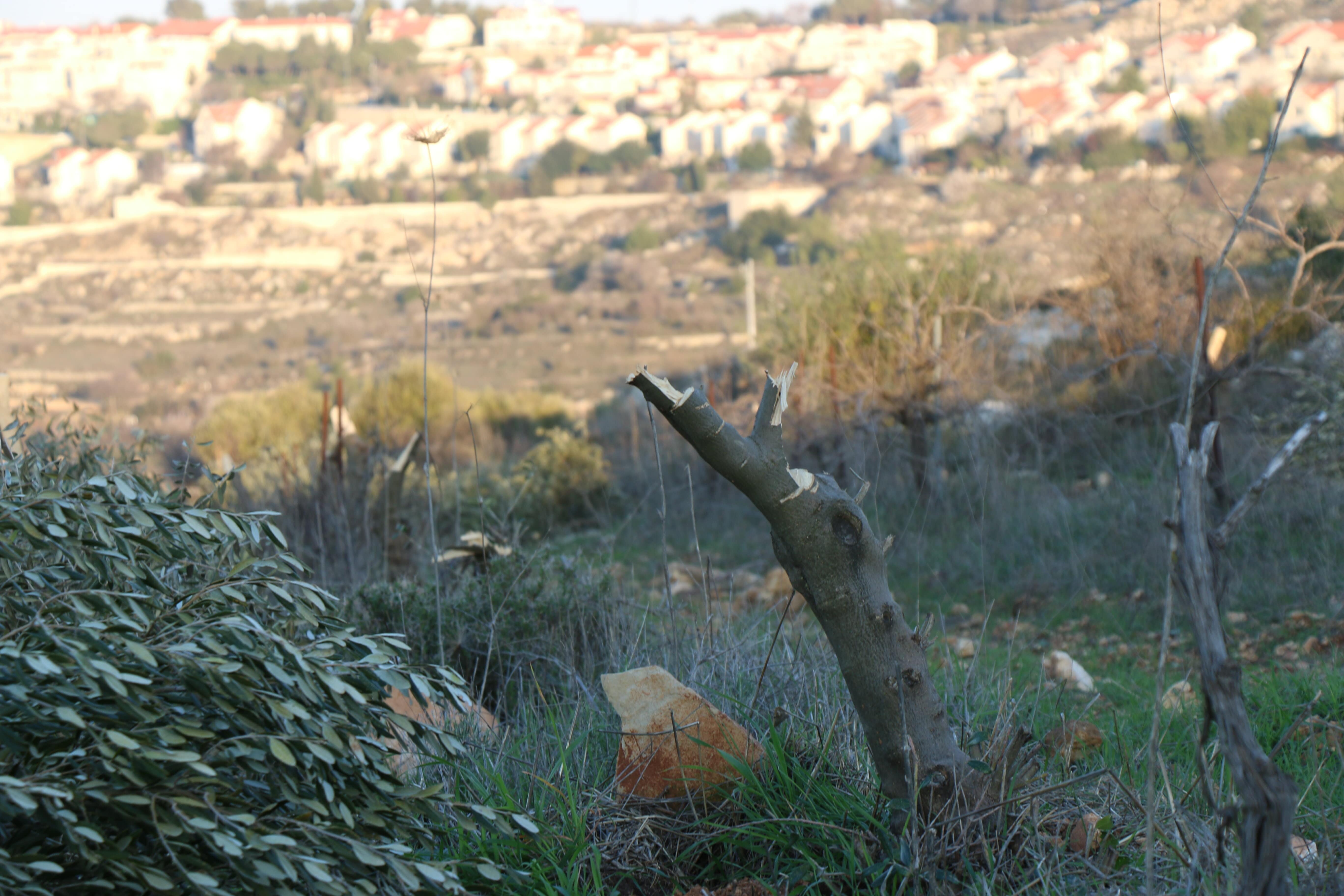 Most ideologically motivated crimes committed by Israelis against Palestinians are closed with no indictments made