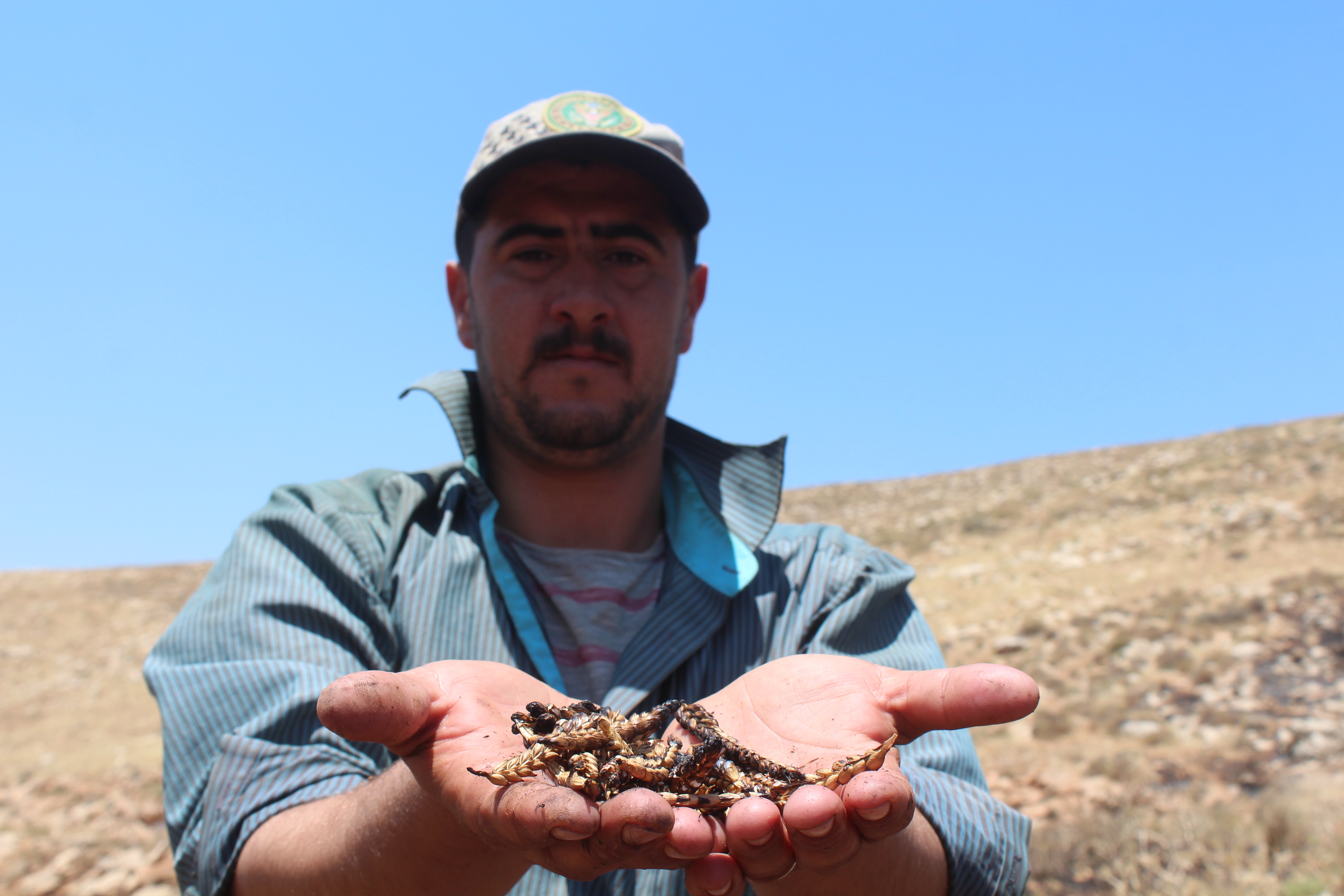 A Palestinian farmer inspects his torched crop (MEE/Shatha Hammad)