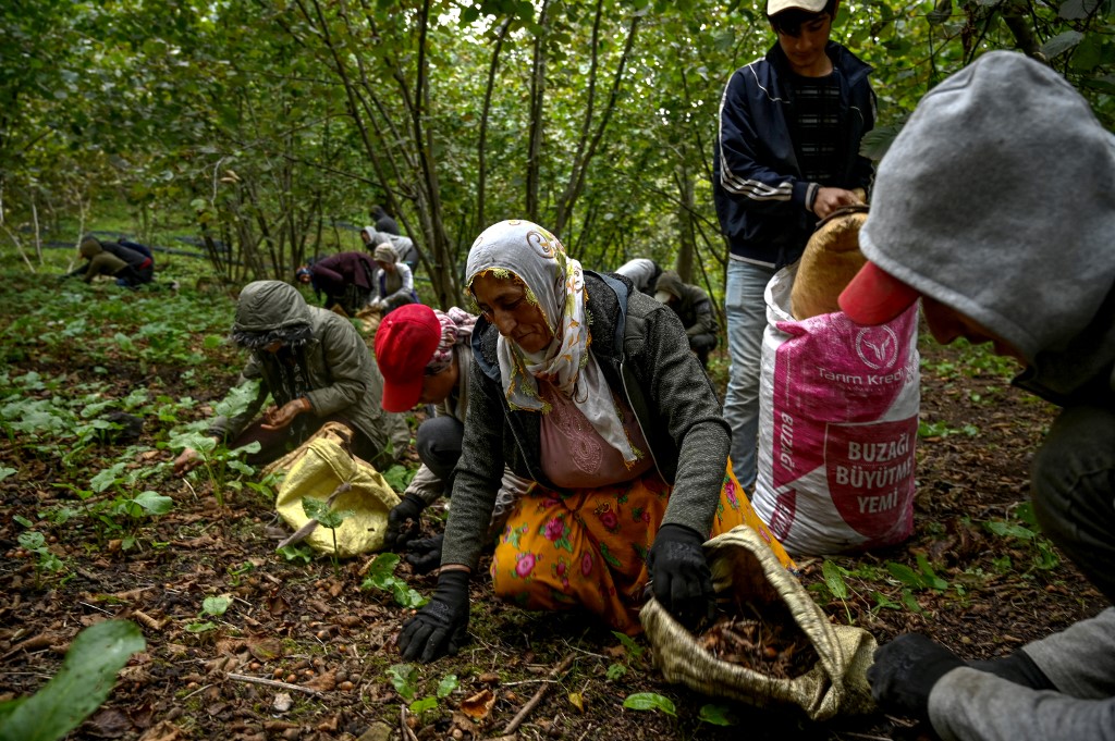 La Turquie est de loin le premier producteur et exportateur mondial de noisettes, représentant près de 70 % de la production mondiale et 82 % des exportations, selon la FAO (AFP/Ozan Kose)