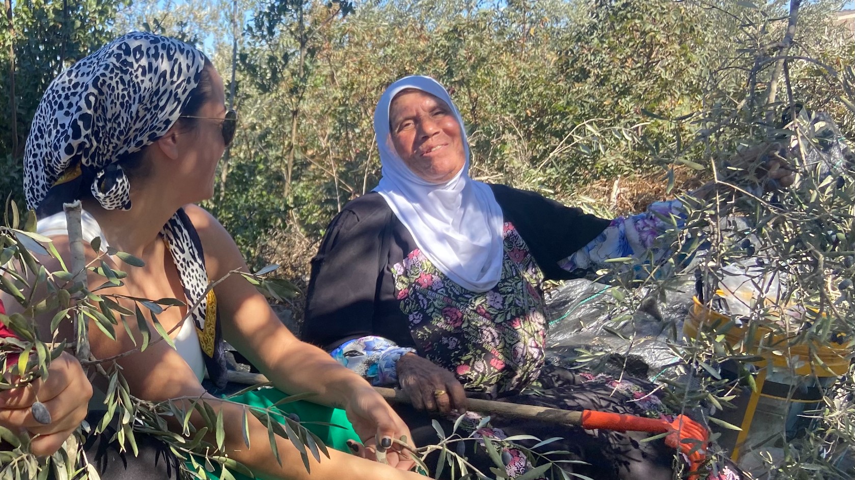 olive harvesting season