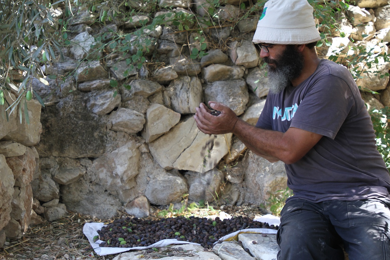 L’arbre produisait une demi-tonne d’olives chaque année, à partir desquelles il était possible d’extraire 600 kilogrammes d’huile d’olive (MEE)  