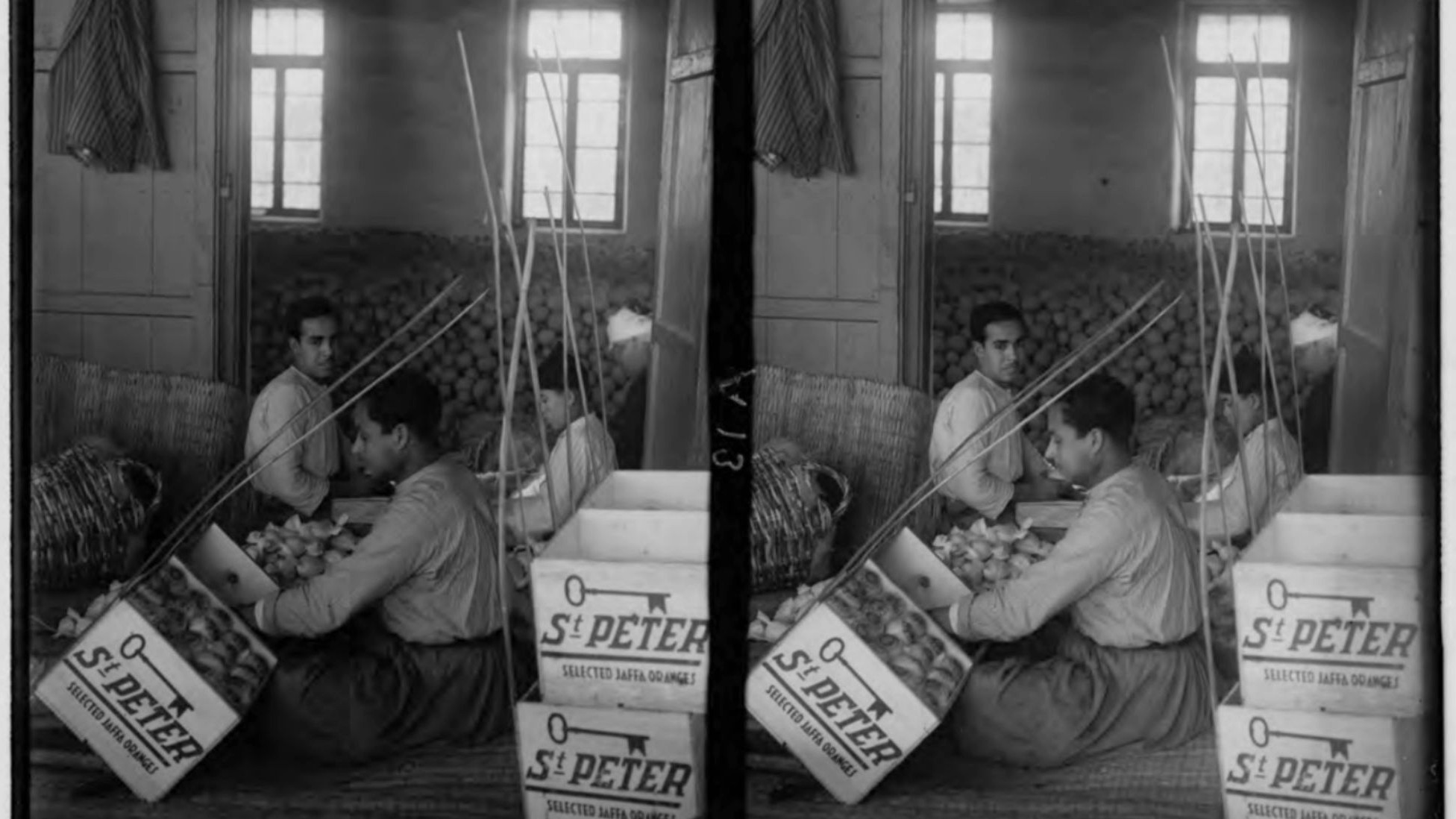 An orange grove with irrigation channels. Right: Men packing oranges into boxes, 1900–1920 (MEE/Haymarket Books)