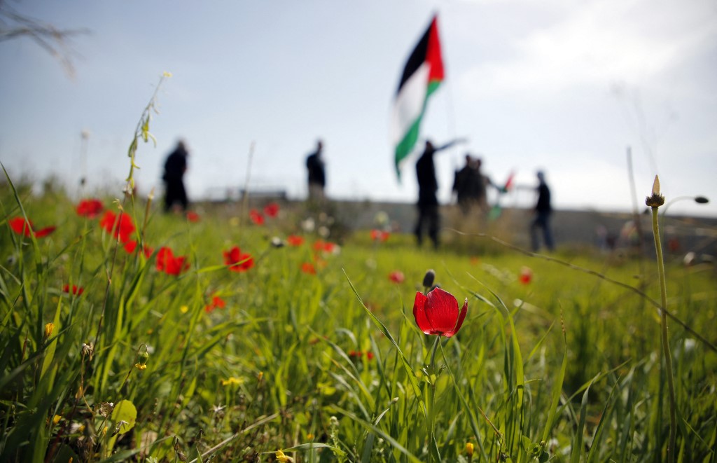 palestinian poppy 