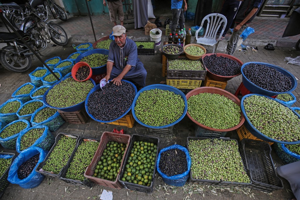 gaza olive harvest