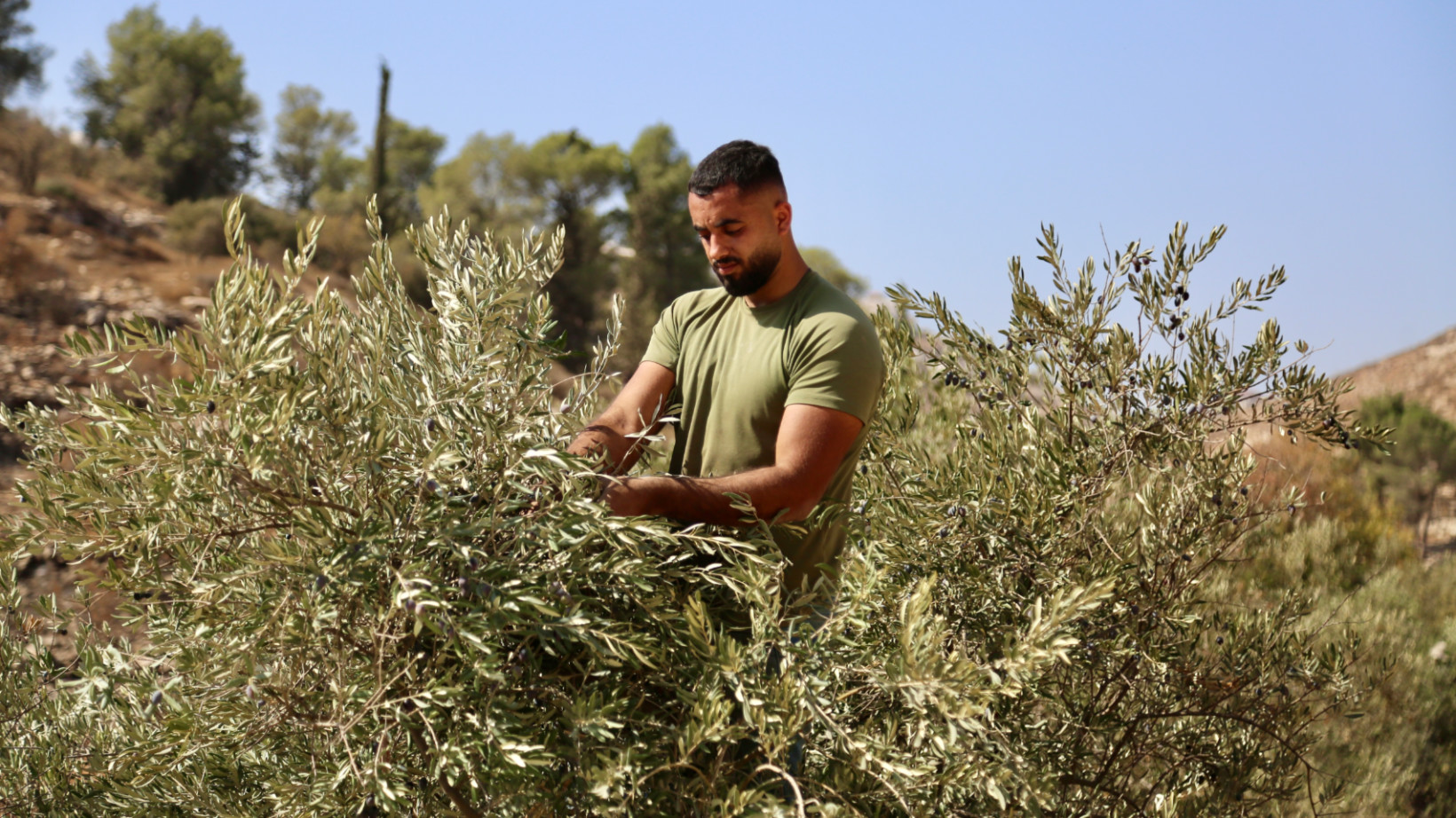 A Palestinian man harvests olives in his family's grove in Sair, near Hebron in the West Bank, 23 October 2025 (Mosab Shawir/Middle East Eye)