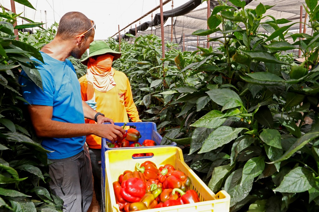 An Israeli farmer and a Thai worker check pepper crops in the Moshav Tsofar area near the Israeli-Jordanian border (AFP)