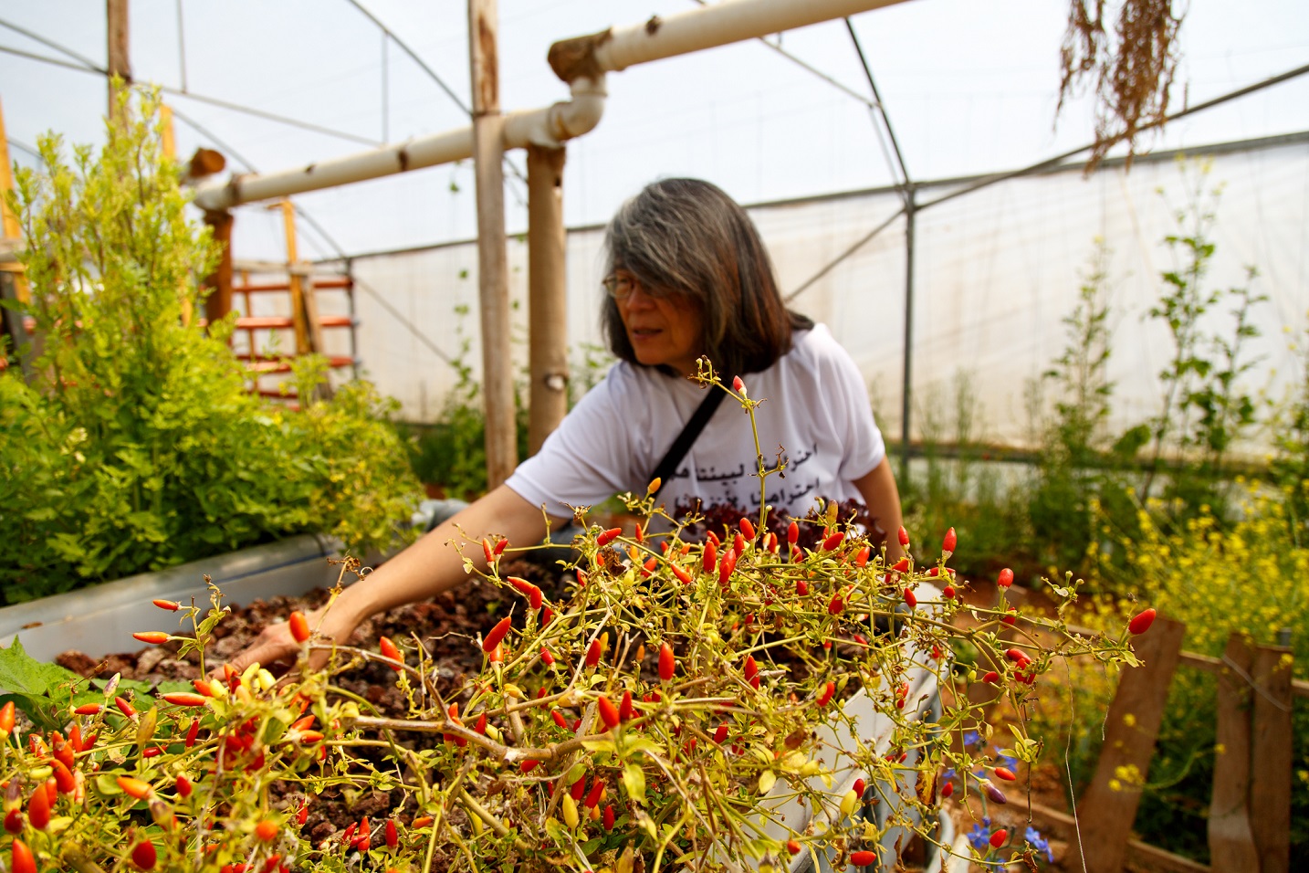 Co-founder of the Natural History Museum, Jesse Qumsiyeh check on the chillies and other plants grown inside their greenhouse