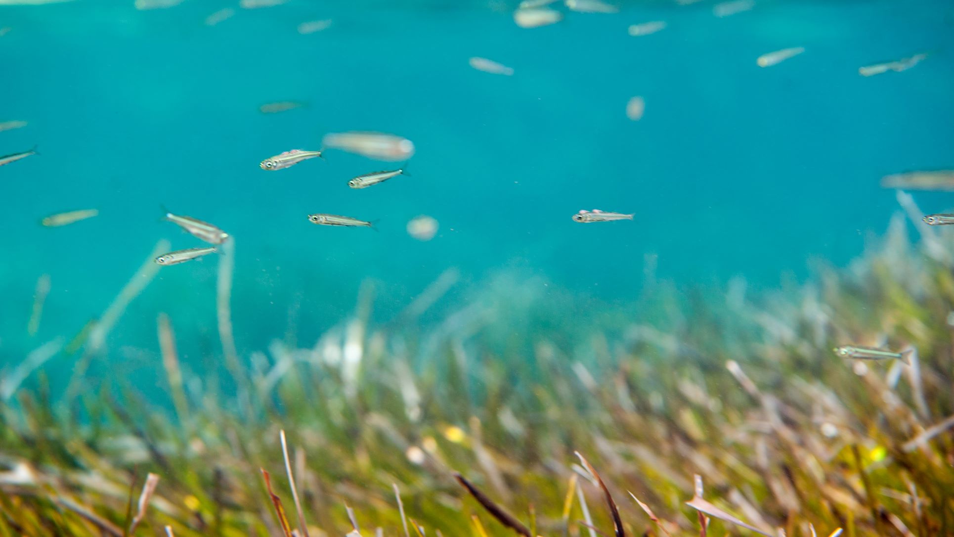 posidonia-oceanica-flickr-jean-marc-kuffer