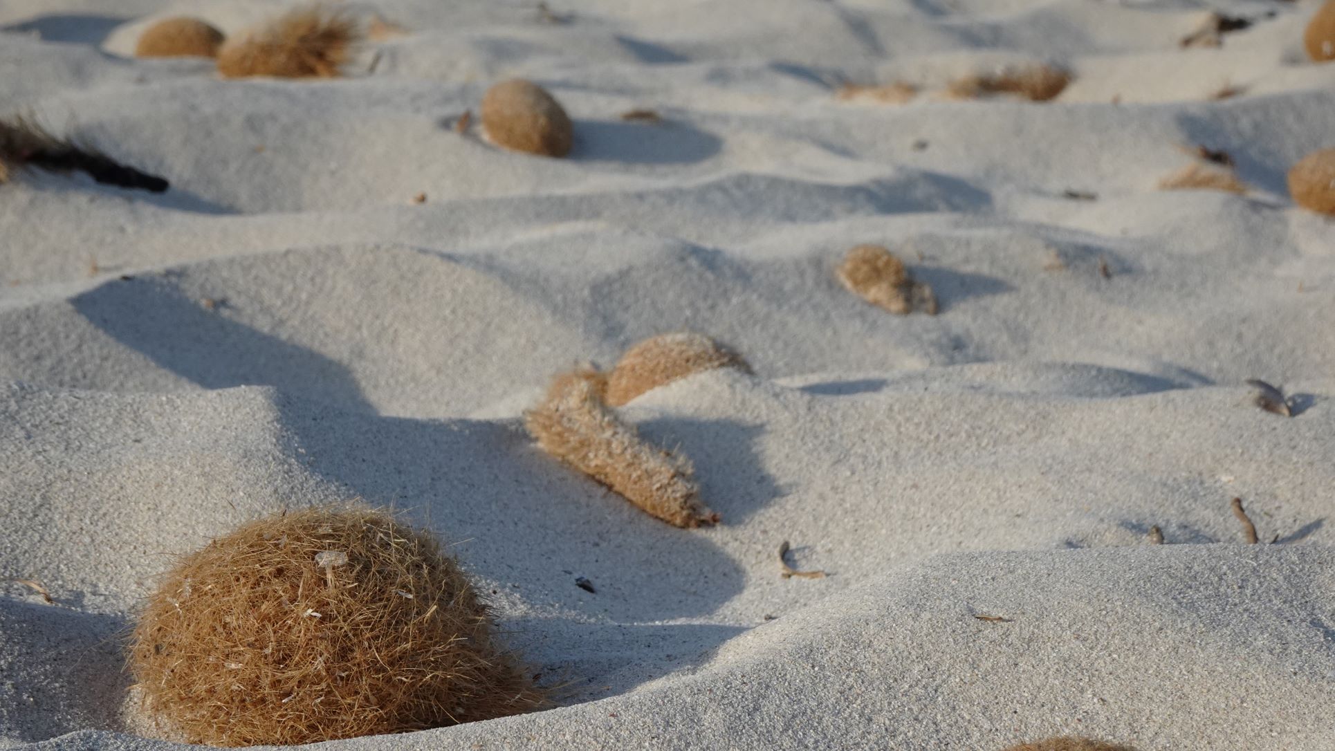 posidonia-underwater-flickr-charlotte-nadadora