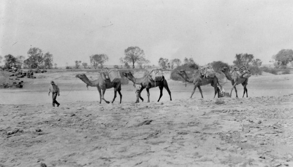australia cameleers 