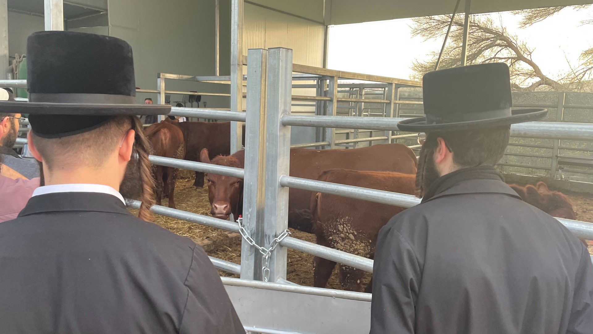 Le bétail est observé à Shilo (Daniel Hilton/MEE)