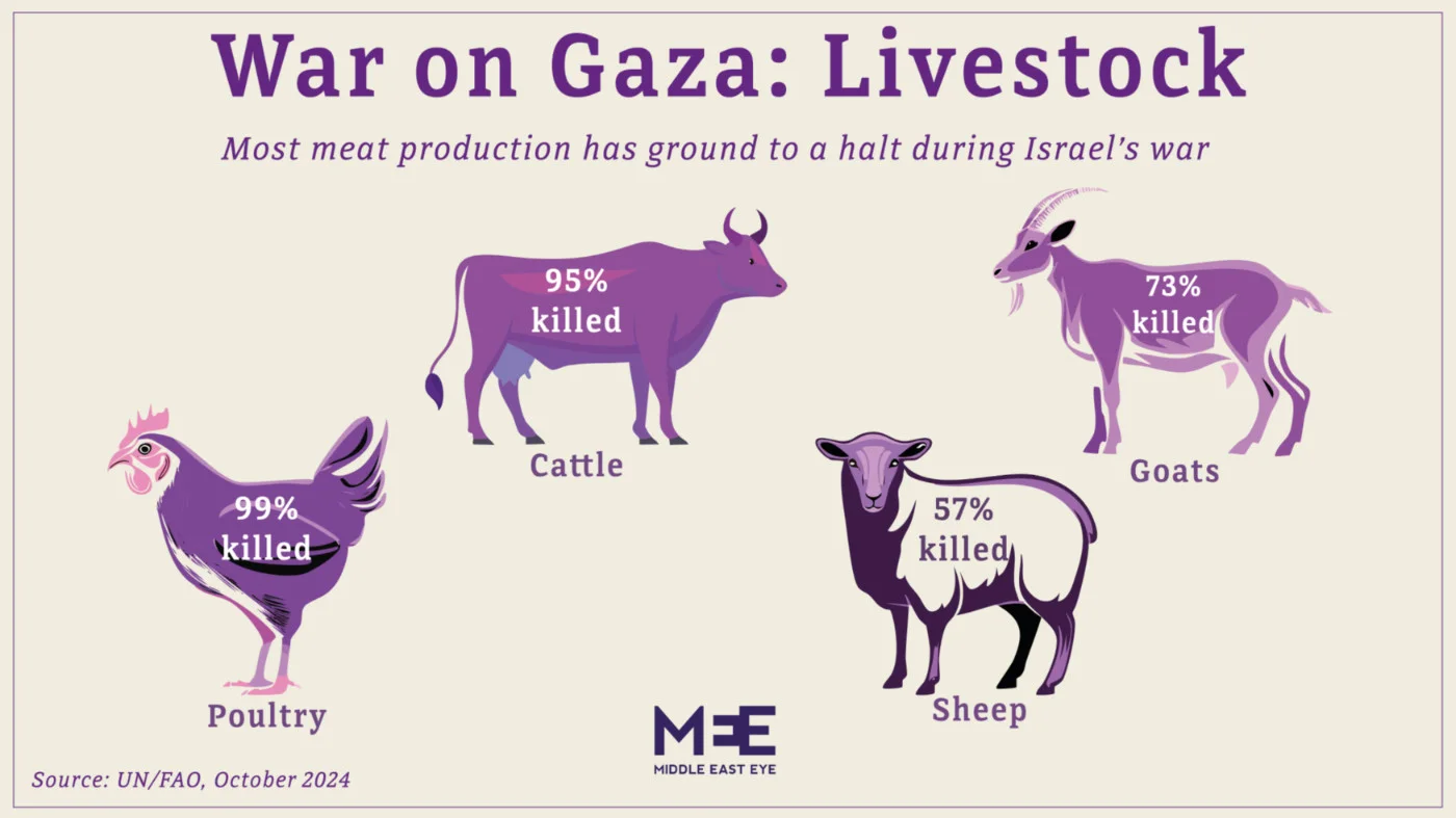 Livestock losses in Gaza