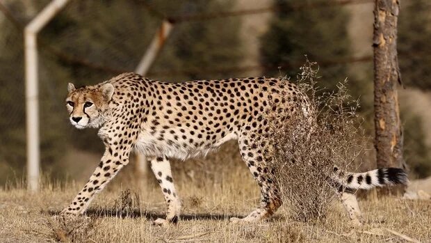 Des spécialistes de l’environnement iraniens se sont mobilisés pour protéger les derniers guépards asiatiques dont le nombre est estimé à 50 dans le monde (AFP)