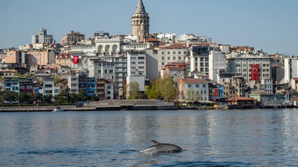 Un dauphin aperçu dans le détroit du Bosphore, le 26 avril 2020 à Istanbul (AFP/Yasin Akgül)