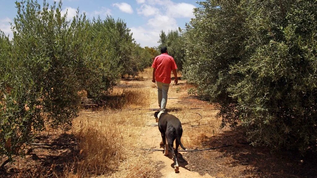 A Libyan farmer walks with his dog in a papaya field in the eastern Libyan port city of Benghazi on 6 June 2020. (AFP) 