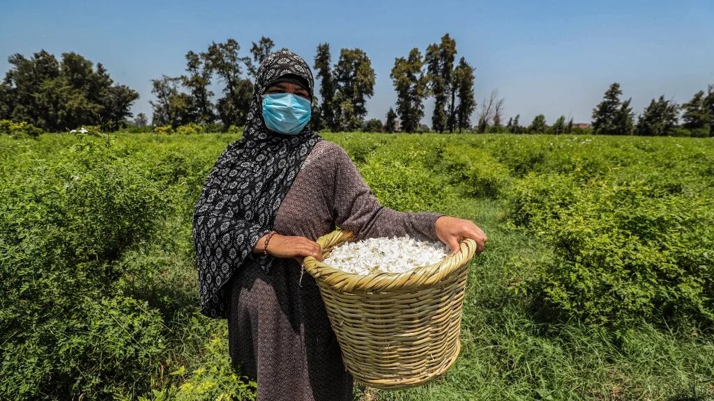 Certains internautes se demandent ce qu’il adviendra du commerce du jasmin en Égypte ainsi que d’autres fleurs et plantes (AFP)