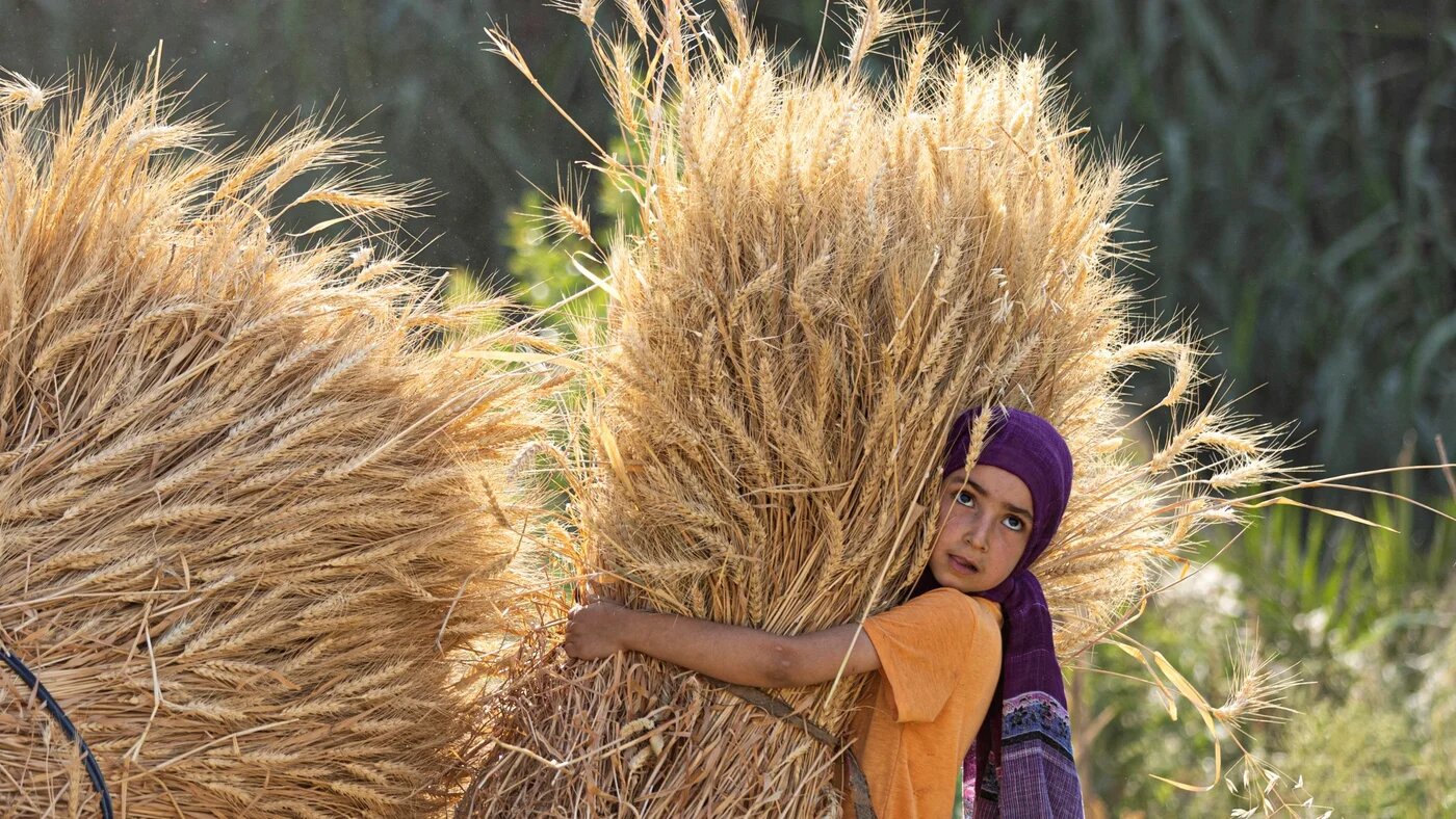 An Egyptian girl takes part in wheat harvest in Bamha village near al-Ayyat town in Giza province, some 60Km south of the capital on May 17, 2022 (AFP)