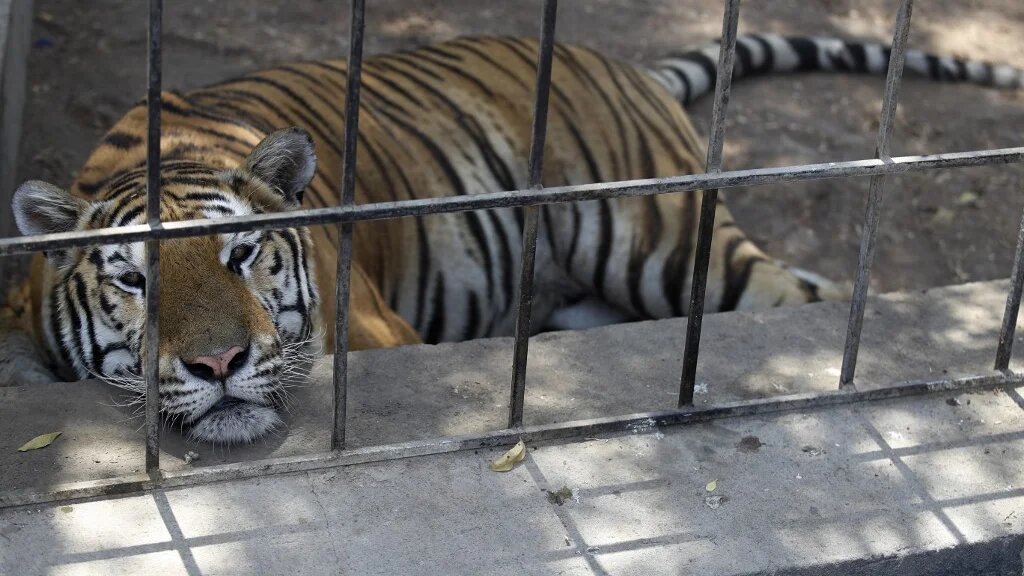 Un tigre de Sibérie au zoo de Bagdad, lors d’une nouvelle vague de chaleur (AFP/Ahmed al-Rubaye)