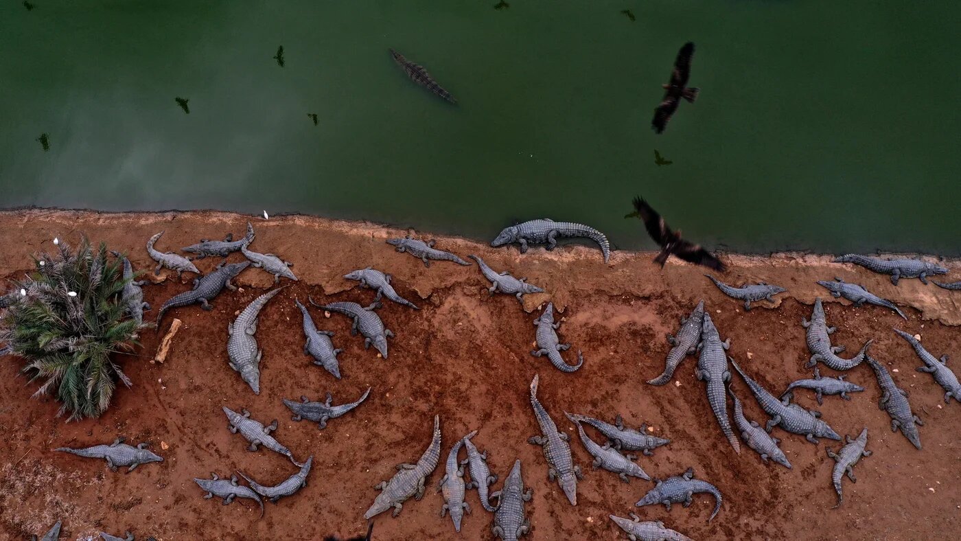 Dozens of crocodiles lie stranded at an abandoned farm near the illegal Israeli settlement of Petzael in the occupied Jordan Valley on 18 January 2021