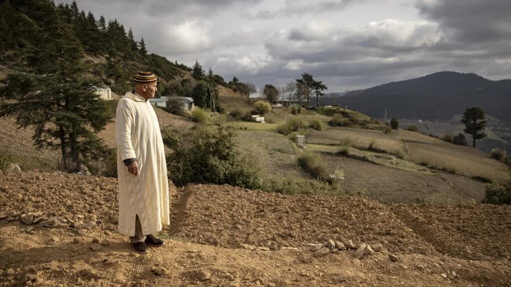 Un fermier regarde un champ de cannabis, dans la région de Ketama dans le Rif, le 8 avril 2021 (AFP/Fadel Senna)