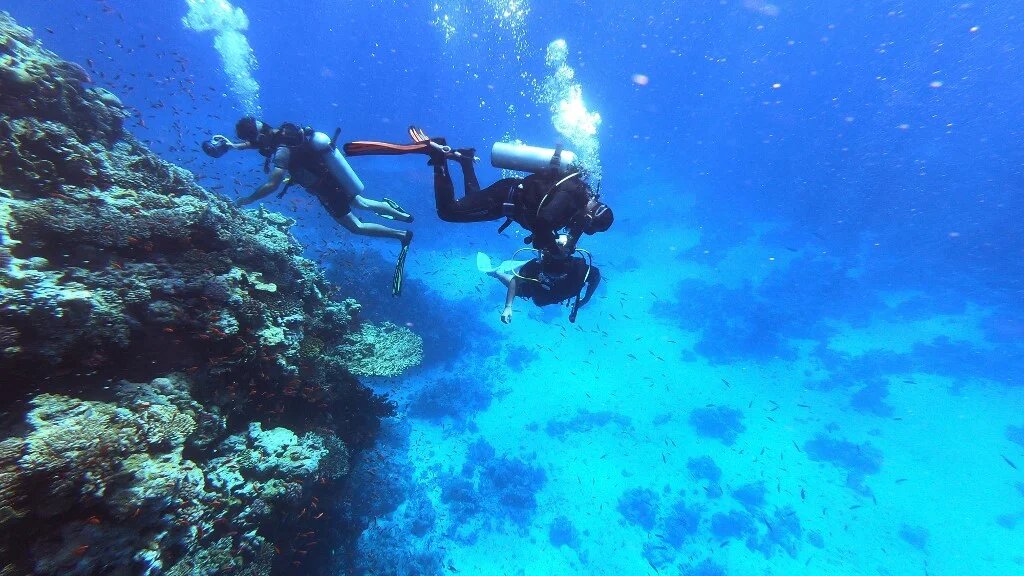 Sans corail, plus du quart de la vie marine est menacée (AFP/Khaled Desouki)