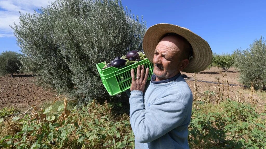 À l’horizon 2030, la Tunisie veut aussi « développer un modèle rural spécifique » afin que le bio devienne « un moteur de développement local permettant de promouvoir d’autres secteurs comme le tourisme, l’artisanat, les énergies renouvelables » (AFP/Fethi Belaïd)