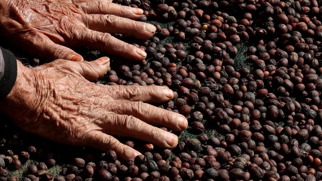 Le fermier saoudien Farah al-Malki, 90 ans, vérifie ses grains de café Khawlani dans une ferme de café de la région de Jizan, dans le sud-ouest de l’Arabie saoudite, le 26 janvier 2022 (AFP/Fayez Nureldine)