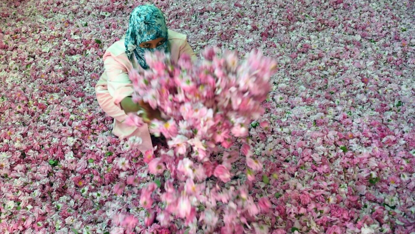 Au Maroc, le dur labeur des cueilleuses de roses (AFP)