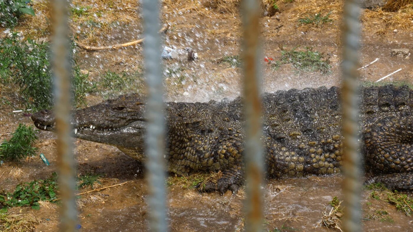 A crocodile is seen inside an enclosure at NAMA Zoo in Gaza 1 June 2023 (Reuters/Mohammed Salem)