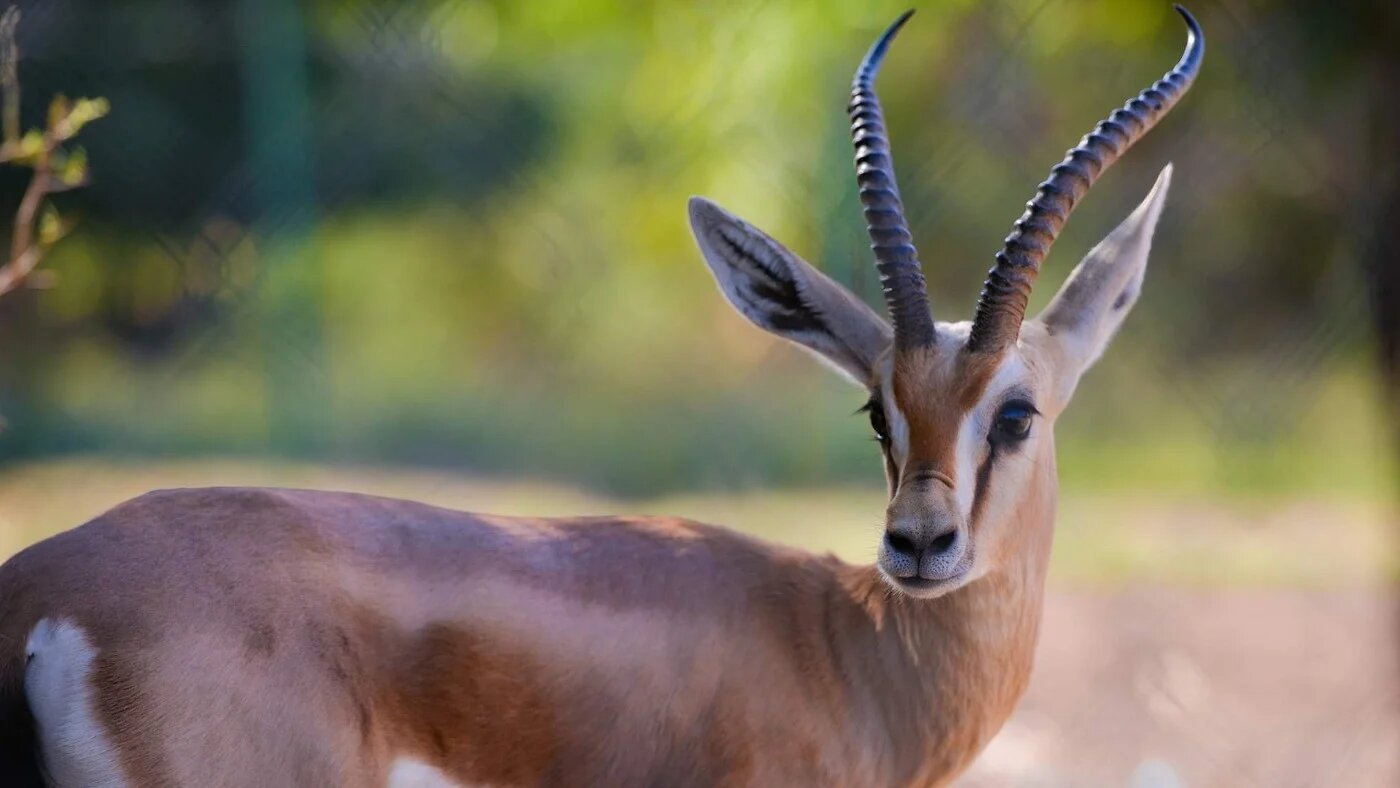 Selon le responsable de la réserve animalière, deux cerfs, deux gazelles et un chameau ont été abattus et mangés par les paramilitaires (photo fournie)