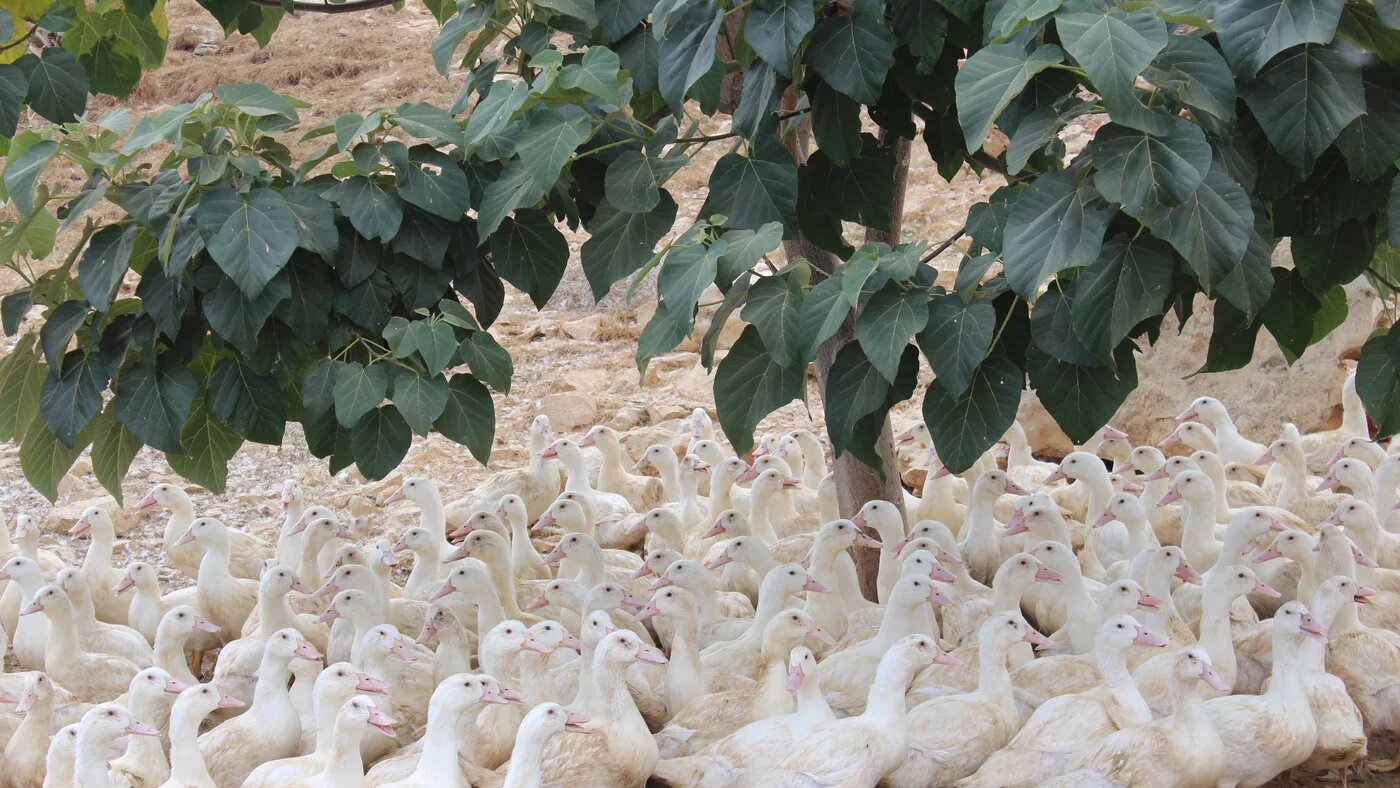Les canards adultes déambulent sur sept des neuf parcours extérieurs qui leur sont alloués. L’entreprise, qui est à la fois certifiée ISO 22000 et halal, procède elle-même à la reproduction, l’incubation, l’éclosion, l’élevage, l’abattage, la transformation et la distribution (avec l’aimable autorisation de la ferme Saint-Jacques)