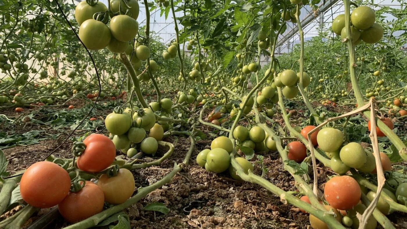 De nombreux agriculteurs de Furush Beit Dajan se sont mis à cultiver des tomates, culture moins gourmande en eau et en terre que les citronniers (MEE/Shatha Hammad)