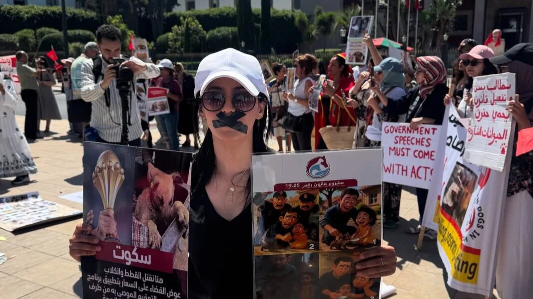 Animal rights activists gather outside parliament in Rabat to protest a draft law on the care of stray animals and their alleged culling on 30 August (provided by IRHAM Safi)