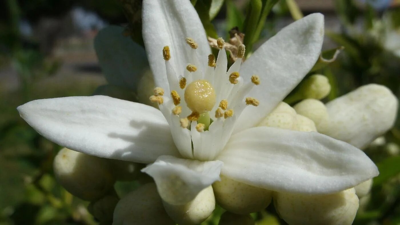 La fleur d’oranger est un ingrédient courant des eaux florales en Tunisie (Wikimedia/Alexander Hardin)