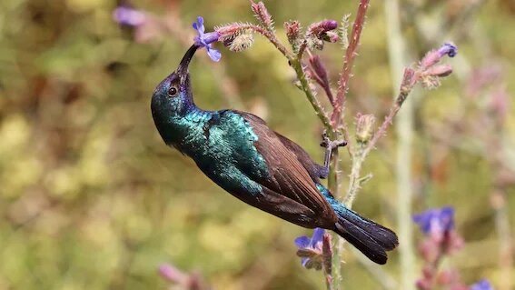 The Palestine sunbird was adopted by the Palestine Authority as the national bird in 2015 (Wikimedia)
