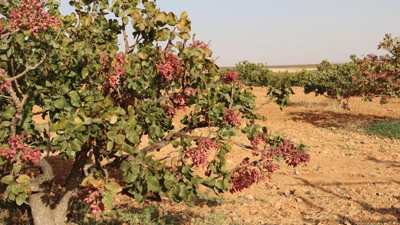 Pistachio trees in full bloom in the northern Hama countryside (Natacha Danon/MEE)