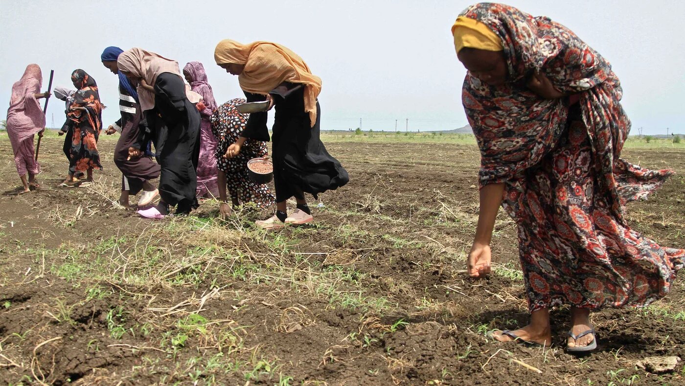 Sudanese women plant seeds on the outskirts of the eastern city of Gedaref on 18 July 2024 (File/AFP)