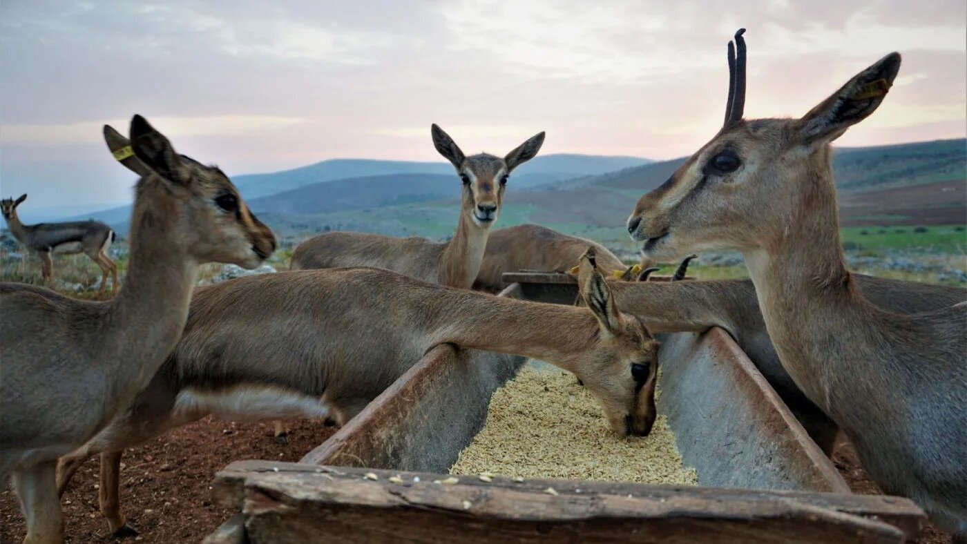 Les gazelles de montagne prennent leur deuxième repas de la journée au coucher du soleil à la station d’élevage de Kırıkhan (MEE/Nimet Kıraç)