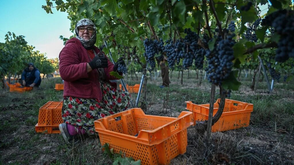 Workers pick grapes during a wine harvest in Arcadia vineyards in the Hamitabat district of Kirklareli, northwestern Turkey, on September 24 2024.  (Ozan Kose / AFP)