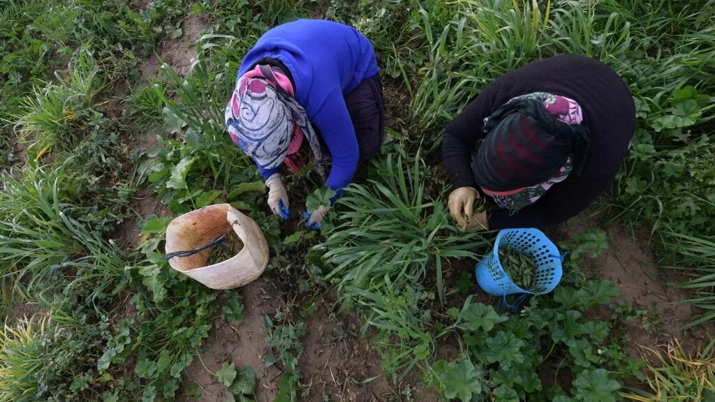 Les agriculteurs veulent acheter les terres pour les cultiver « tous ensemble » et ne plus être asservis par des promoteurs (AFP/Fethi Belaïd)