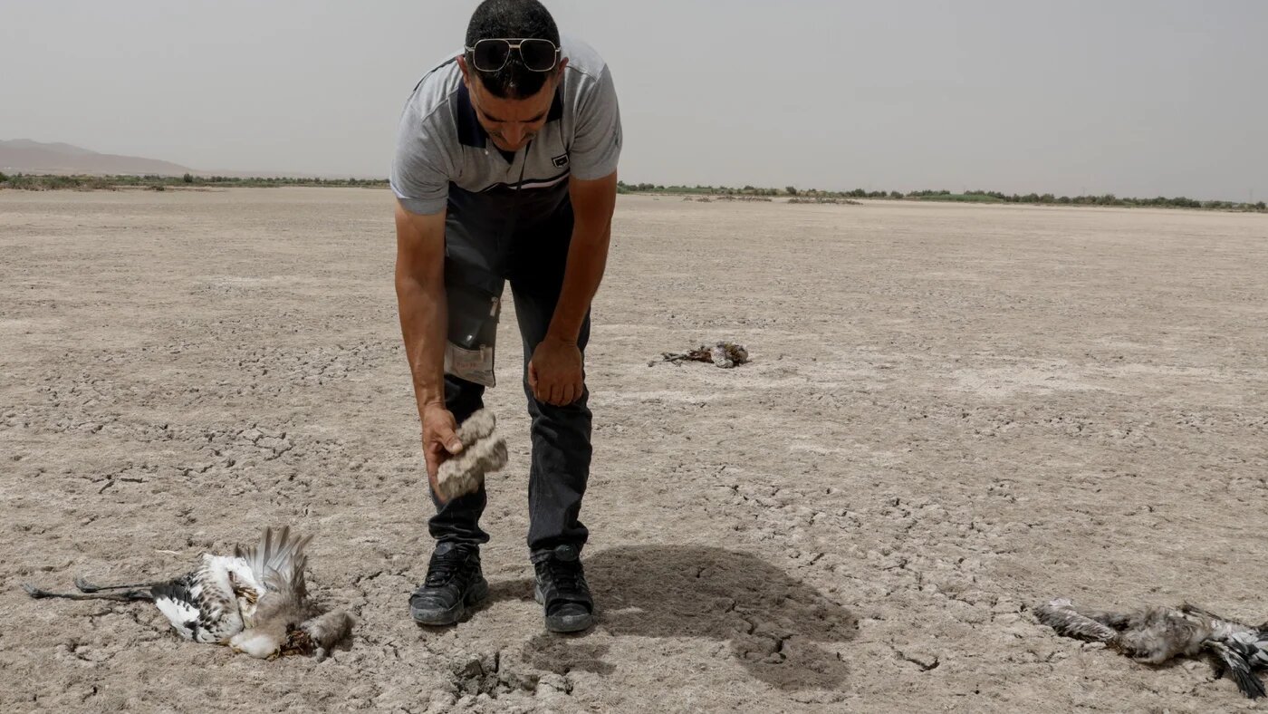A volunteer inspects dehydrated dead flamingos near a dried-up lagoon area in the Algerian northeastern region of Ain Mlila on July 19 2024 (AFP)