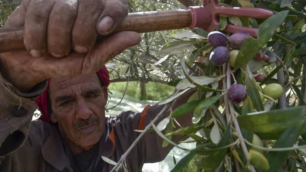 Cette année, en raison de la sécheresse et du retard des pluies, les olives sont prématurément mûres. Certains agriculteurs ont donc commencé la cueillette plus tôt que prévu (AFP/Ryad Kramdi)