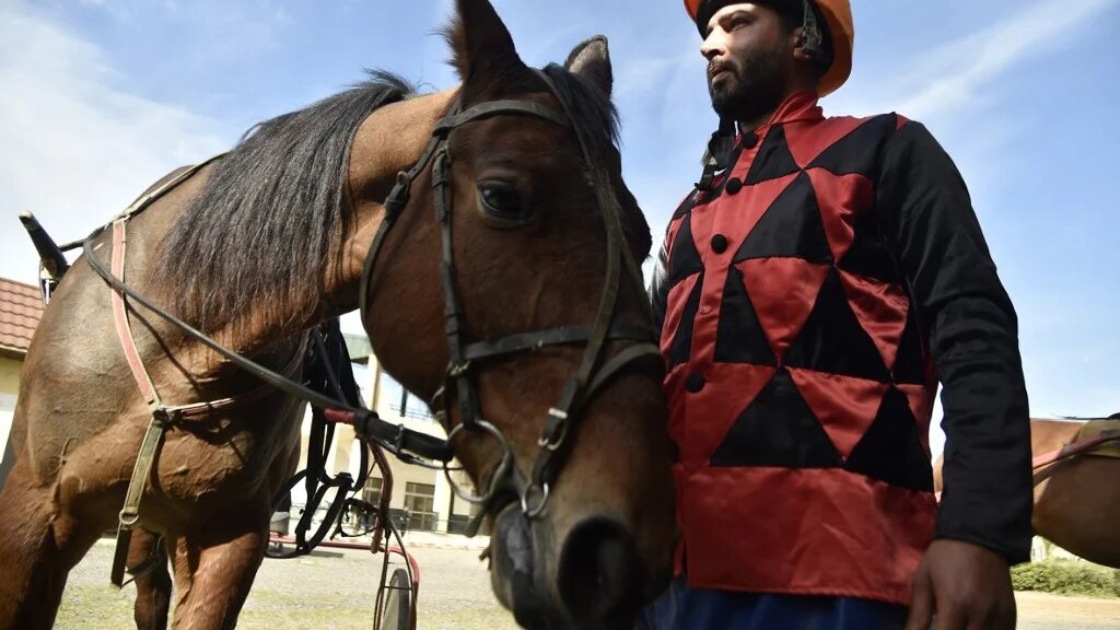Après l’indépendance, les activités équestres – la fantasia, le horse-ball et le concours hippique notamment – ont connu un essor remarquable jusque dans les années 1980 (AFP/Ryad Kramdi)
