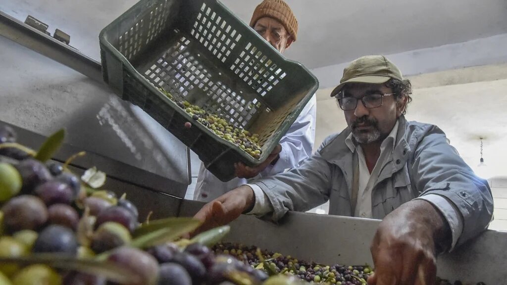 Le producteur algérien d’huile d’olive Hakim Alileche, à Ain Oussera dans la province de Djelfa, au sud de la capitale algérienne. Son huile, Dahbia, remporte régulièrement des prix à l’international : ce mois de mai, elle a obtenu deux médailles d’or, en Suisse et au Danemark (Ryad Kramdi/AFP)