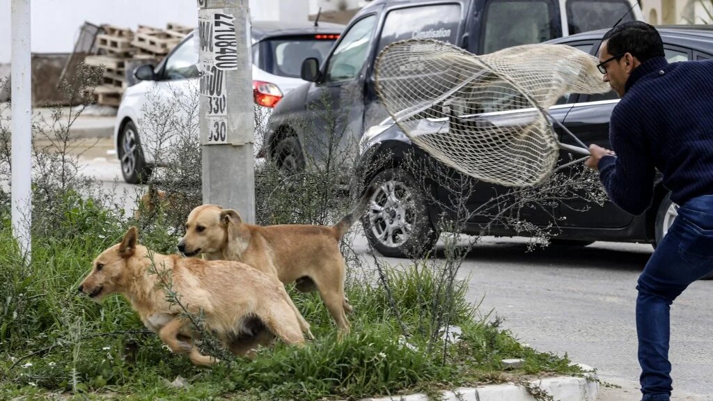 Un employé de la mairie de Tunis utilise un filet pour attraper des chiens errants dans la banlieue d’El-Menzah 9 de la capitale tunisienne le 29 décembre 2021 (AFP/Fethi Belaïd)