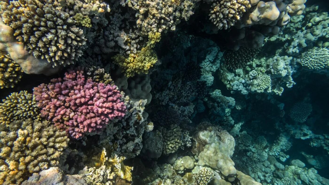 Des coraux sains à Islands, un spot de plongée à Dahab, en mai 2021 (Elizabeth Fitt)
