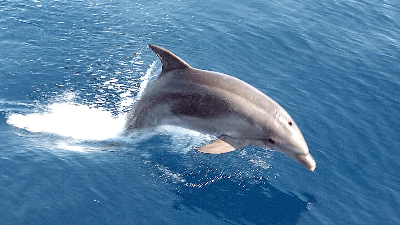 Since marine mammals depend on sound for communication and other functions, the sonars used to detect enemy submarines may have been fatal for the dolphins (AFP)