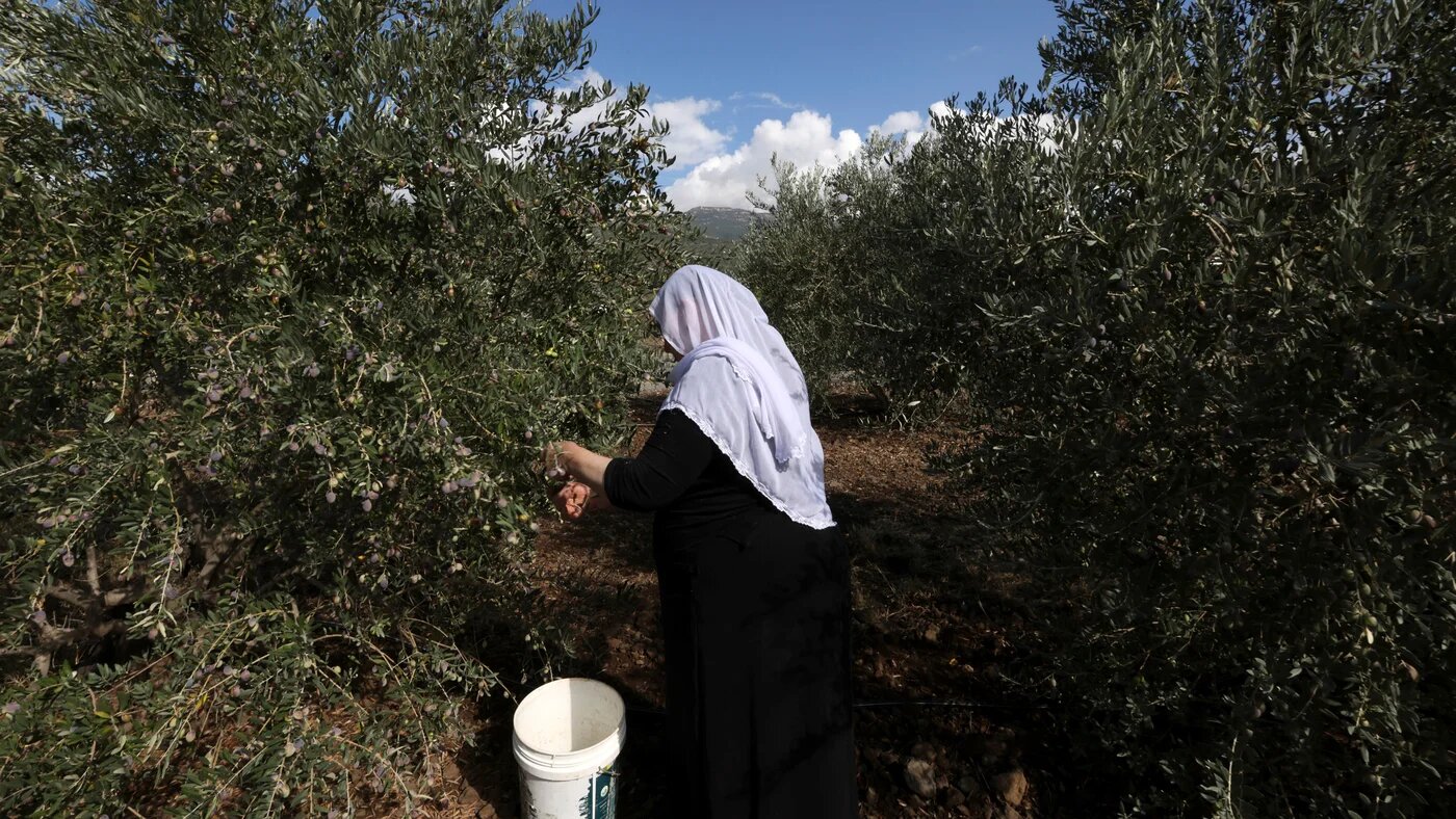A Druze woman harvests olives on the outskirts of the village of Ein Qiniye in the Israel-annexed Golan Heights, on 18 November 2022 (AFP)