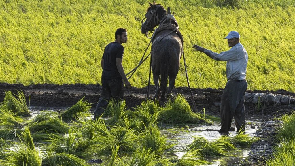 Rice farming in the Nile Delta