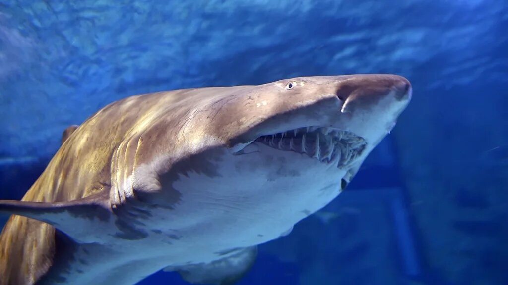 Le requin-tigre est considéré comme particulièrement agressif (AFP)
